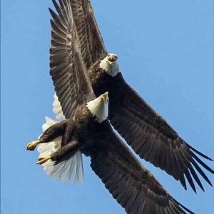 Meet your Posher, Billy